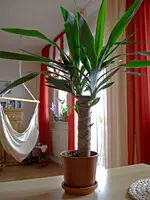Yucca 1 b.webp