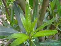 PICT2626.webp