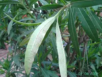 PICT2627.webp