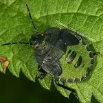 gruene_stinkwanze_4.webp