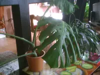 PIC01109.webp