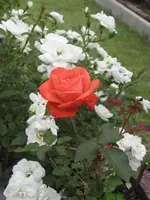 garten 09 005.webp