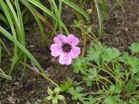 Steingarten-Storchschnabel.webp