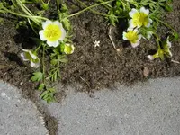 Spiegelei.webp