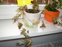 CIMG2718.webp