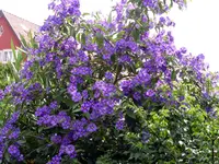 PICT0008.webp
