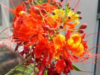 PICT0034 (2).webp