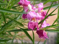 PICT0019.webp
