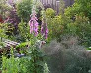 P1060509_600_489.webp