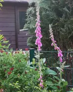 P1060503_475_600.webp