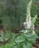 P1060502_496_600.webp