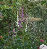 P1060497_571_600.webp