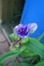 2009-06-09Dreimasterblume.webp