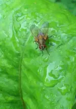 2009-06-09FliegeaufLwenzahn.webp