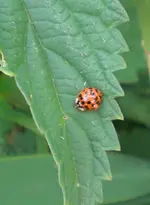 2009-06-09asiatischerMarienkfer.webp
