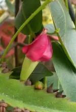 2009-06-09Rankenpflanzenblte.webp