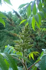 2009-06-09EssigbaumBlte.webp
