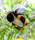 Bumblebee (2) v.webp