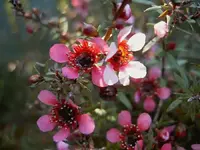 Manuka 1 v.webp