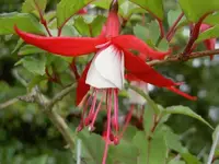 Fuchsie v.webp