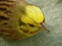 Yellow head (1) v.webp