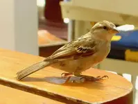 Spatz v.webp