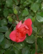 Rosenknospe v.webp