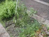 SANY08.webp