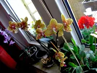 orchi2bea.webp