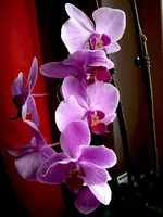 orchi3bea.webp