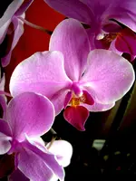 Orchi4bea.webp