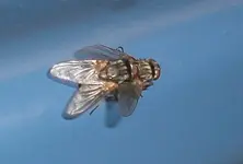 2009-06-09FliegenaufKchenschrank.webp