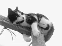 Stupsi.webp