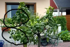 dauerwelle1.webp