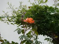 P1060545_600_450.webp