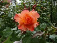 P1060528_600_450.webp