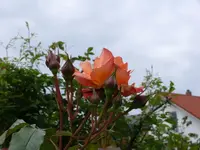 P1060529_600_450.webp