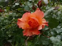 P1060527_600_450.webp