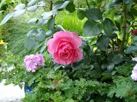 Rose1.webp