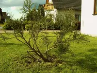 IMG00082.webp
