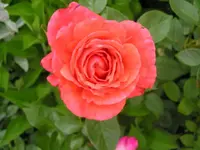 Himbeerrose.webp