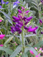 Zweite Farbe, dahinter dritte.webp