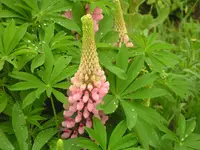 PICT0099.webp