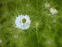 2009 -5 Garten 007.webp