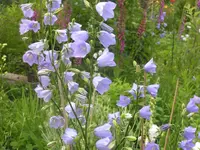 2009 -5 Garten 108.webp