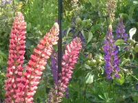2009 -5 Garten Lupinen 072.webp