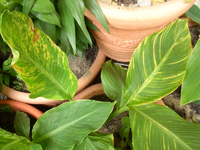 canna welk.webp