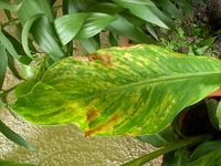 canna welk2.webp