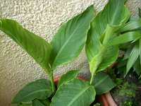 canna gut.webp