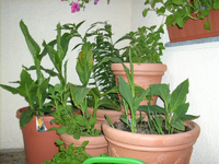 blumenecke.webp